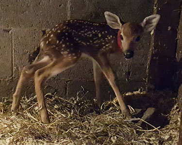 The Forlorn Fawn 